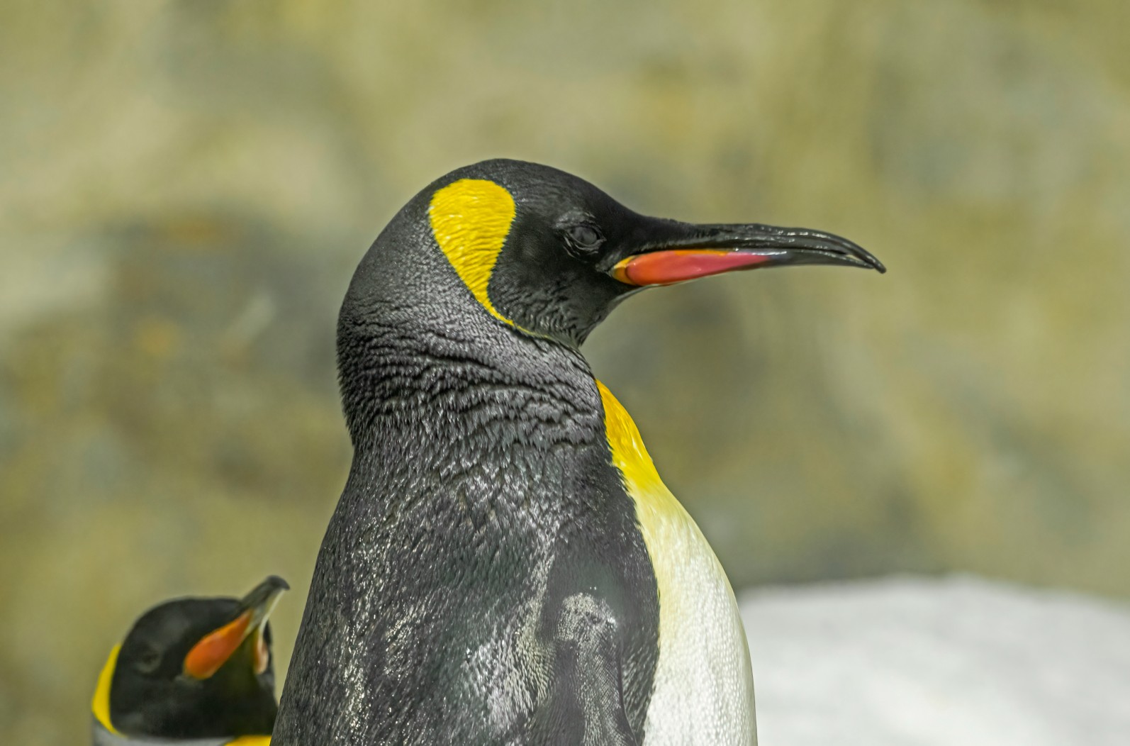 Penguin (Order Sphenisciformes)